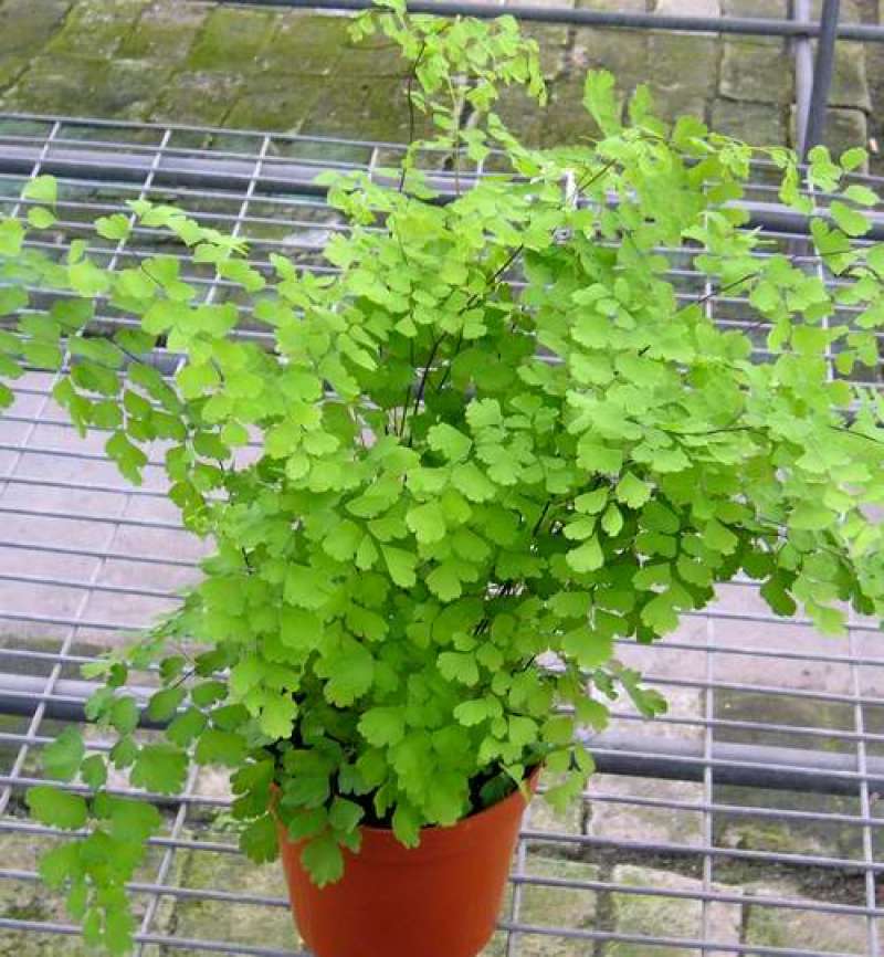 铁线蕨盆栽净化空气吸甲醛驱蚊植物办公室新房花卉室内绿植