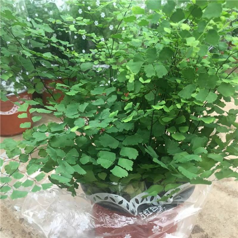 铁线蕨盆栽净化空气吸甲醛驱蚊植物办公室新房花卉室内绿植