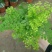 铁线蕨盆栽净化空气吸甲醛驱蚊植物办公室新房花卉室内绿植