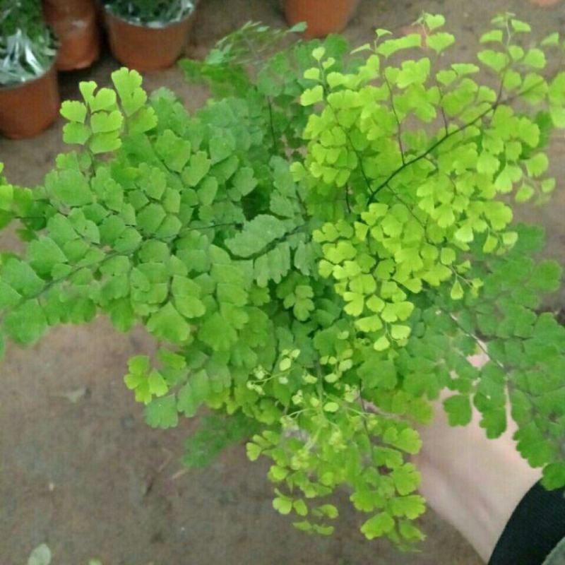 铁线蕨盆栽净化空气吸甲醛驱蚊植物办公室新房花卉室内绿植