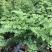 铁线蕨盆栽净化空气吸甲醛驱蚊植物办公室新房花卉室内绿植
