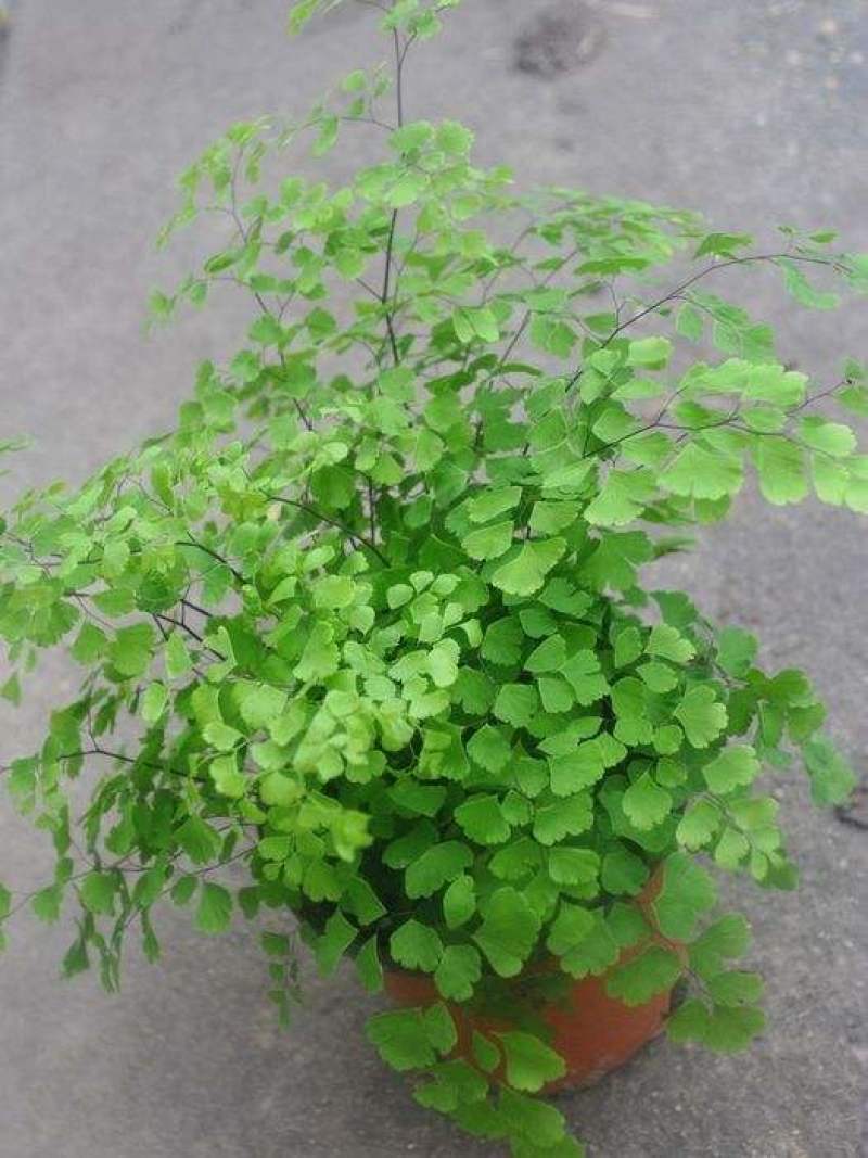 铁线蕨盆栽净化空气吸甲醛驱蚊植物办公室新房花卉室内绿植