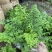 铁线蕨盆栽净化空气吸甲醛驱蚊植物办公室新房花卉室内绿植