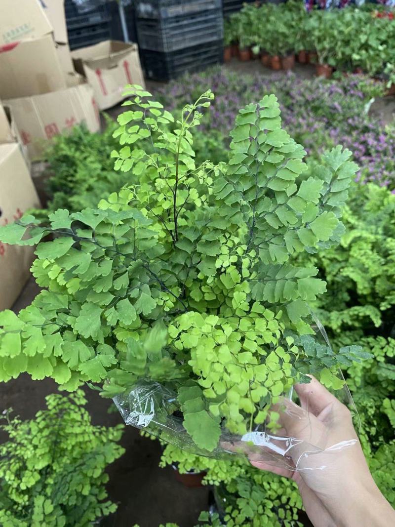 铁线蕨盆栽净化空气吸甲醛驱蚊植物办公室新房花卉室内绿植