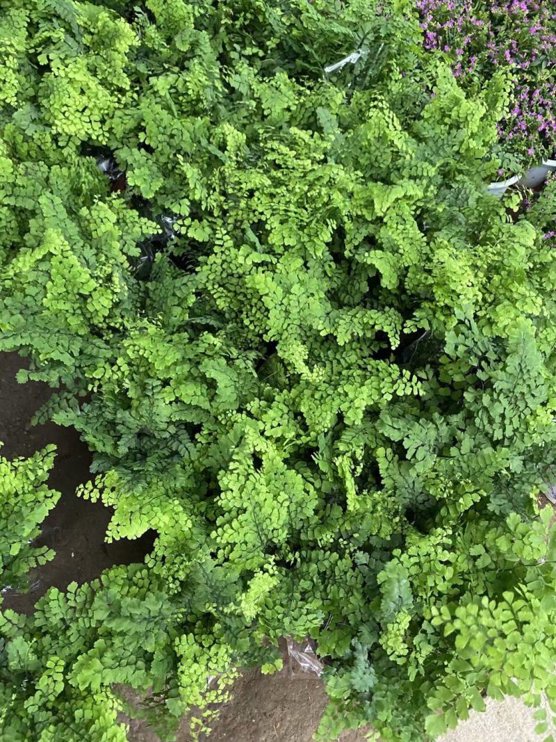 铁线蕨盆栽净化空气吸甲醛驱蚊植物办公室新房花卉室内绿植