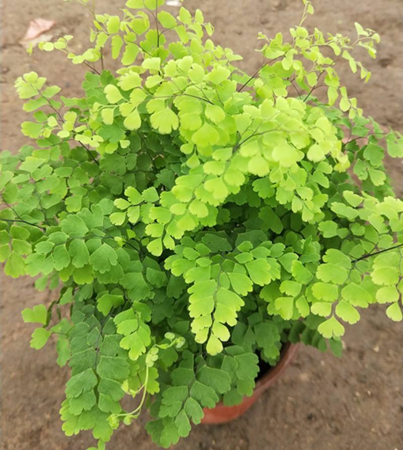 铁线蕨盆栽净化空气吸甲醛驱蚊植物办公室新房花卉室内绿植