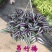 吊兰绿植紫叶吊竹梅垂吊紫叶水培盆栽花卉室内阳台办公桌面