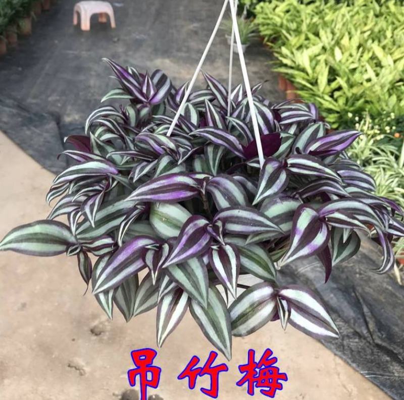 吊兰绿植紫叶吊竹梅垂吊紫叶水培盆栽花卉室内阳台办公桌面