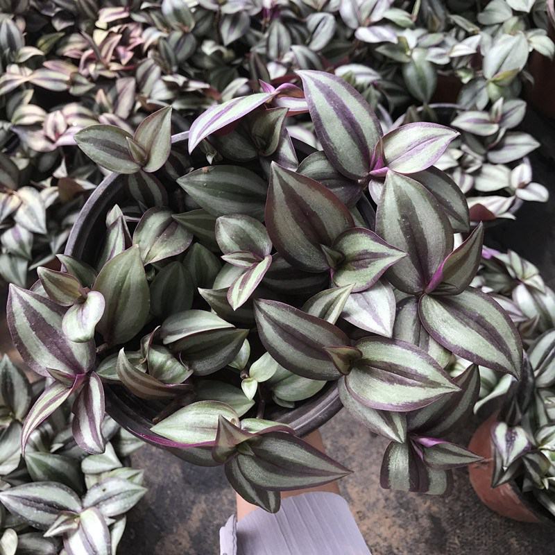 吊兰绿植紫叶吊竹梅垂吊紫叶水培盆栽花卉室内阳台办公桌面