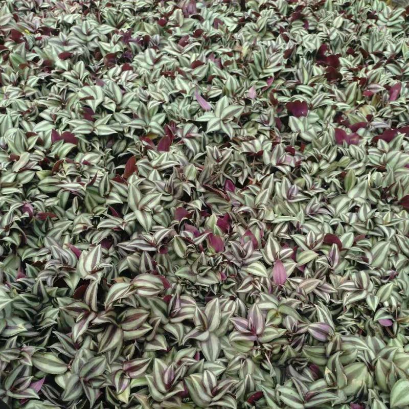 吊兰绿植紫叶吊竹梅垂吊紫叶水培盆栽花卉室内阳台办公桌面