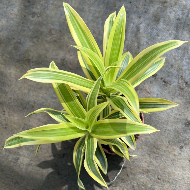 金边百合竹盆栽植物龙血树室内客厅北欧风造型绿植净化空气