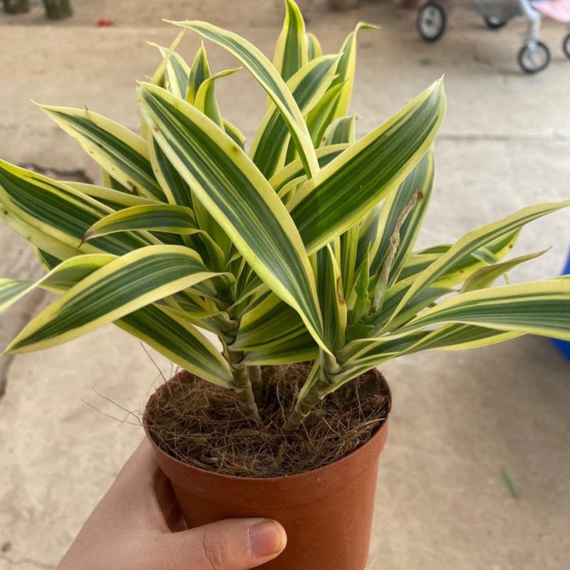 金边百合竹盆栽植物龙血树室内客厅北欧风造型绿植净化空气