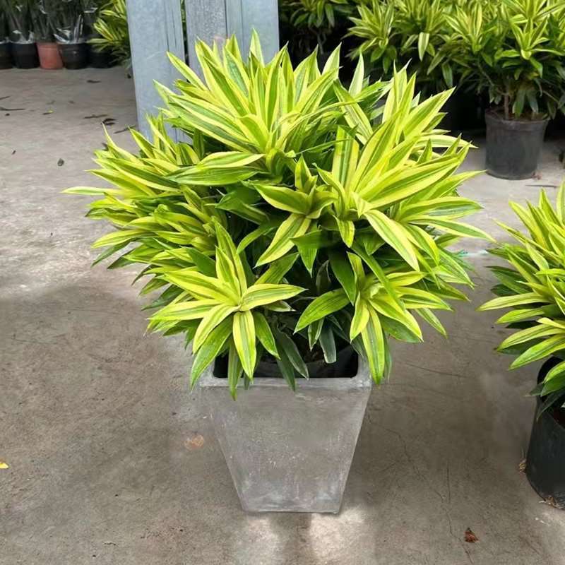 金边百合竹盆栽植物龙血树室内客厅北欧风造型绿植净化空气