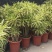 金边百合竹盆栽植物龙血树室内客厅北欧风造型绿植净化空气