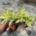 金边百合竹盆栽植物龙血树室内客厅北欧风造型绿植净化空气