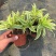 金边百合竹盆栽植物龙血树室内客厅北欧风造型绿植净化空气