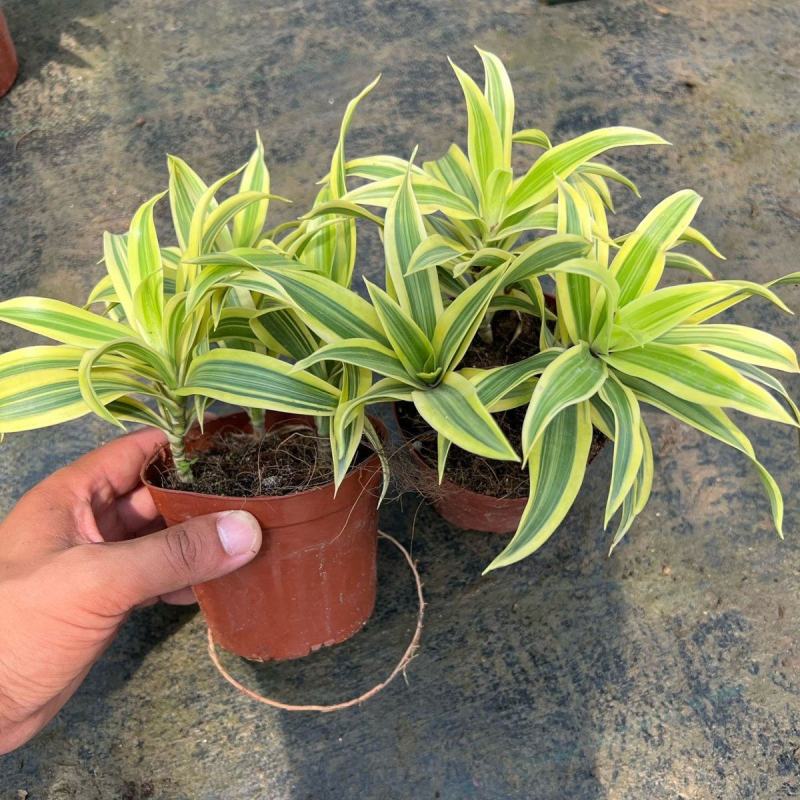 金边百合竹盆栽植物龙血树室内客厅北欧风造型绿植净化空气