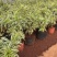 金边百合竹盆栽植物龙血树室内客厅北欧风造型绿植净化空气