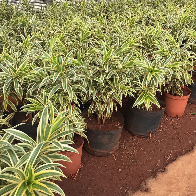金边百合竹盆栽植物龙血树室内客厅北欧风造型绿植净化空气