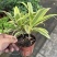 金边百合竹盆栽植物龙血树室内客厅北欧风造型绿植净化空气