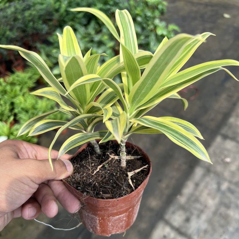 金边百合竹盆栽植物龙血树室内客厅北欧风造型绿植净化空气