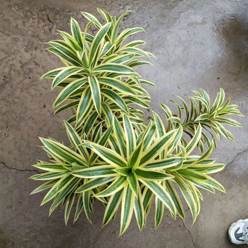金边百合竹盆栽植物龙血树室内客厅北欧风造型绿植净化空气