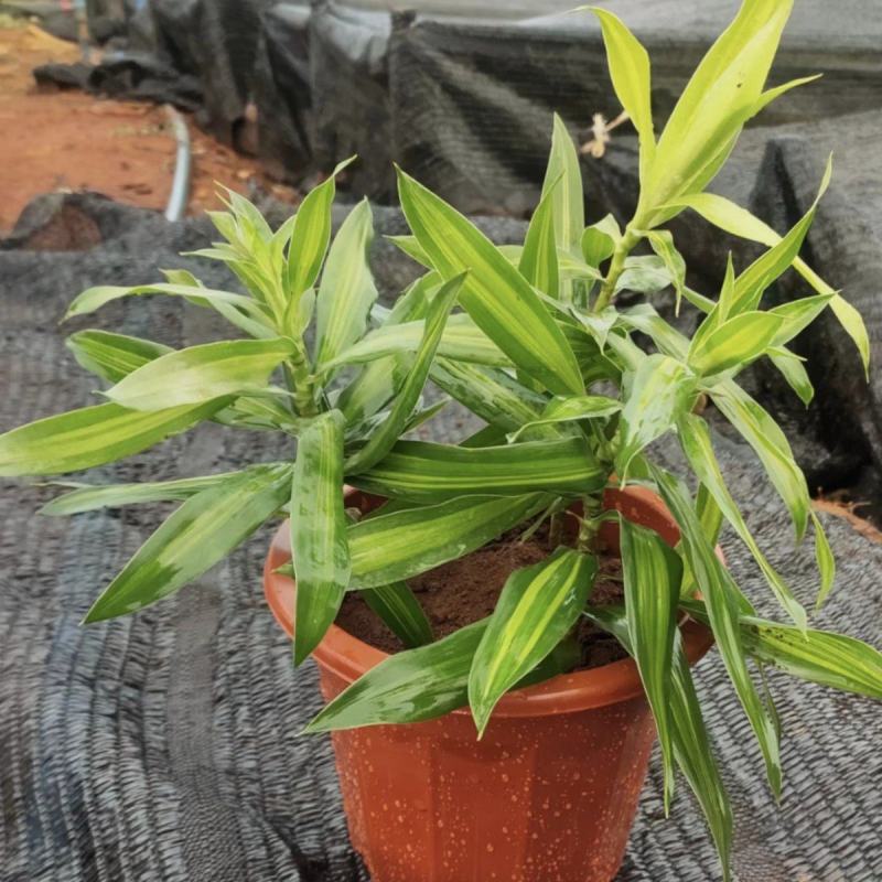 金边百合竹盆栽植物龙血树室内客厅北欧风造型绿植净化空气