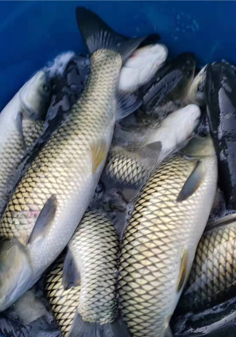 草鱼