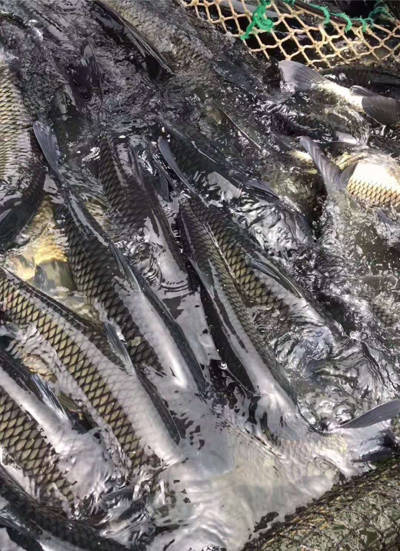 草鱼