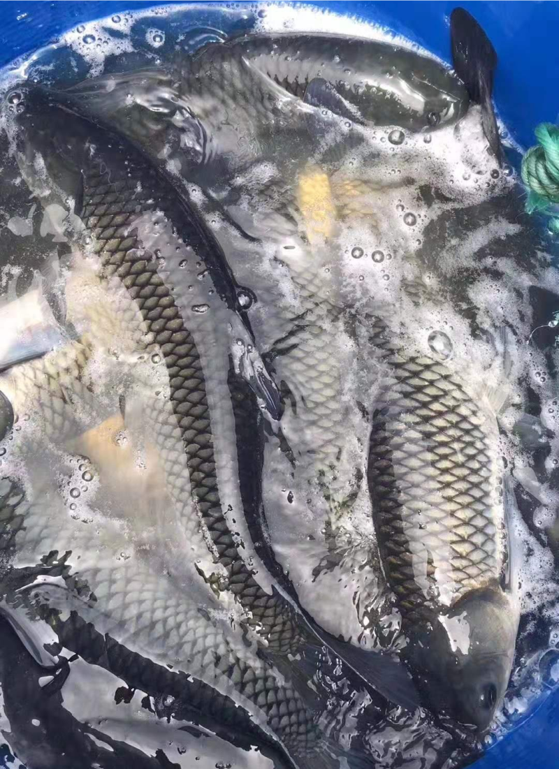 草鱼