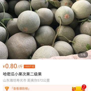 新疆哈密瓜田都大味香醇