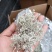卖茶藤茶货源充足量大从优欢迎咨询