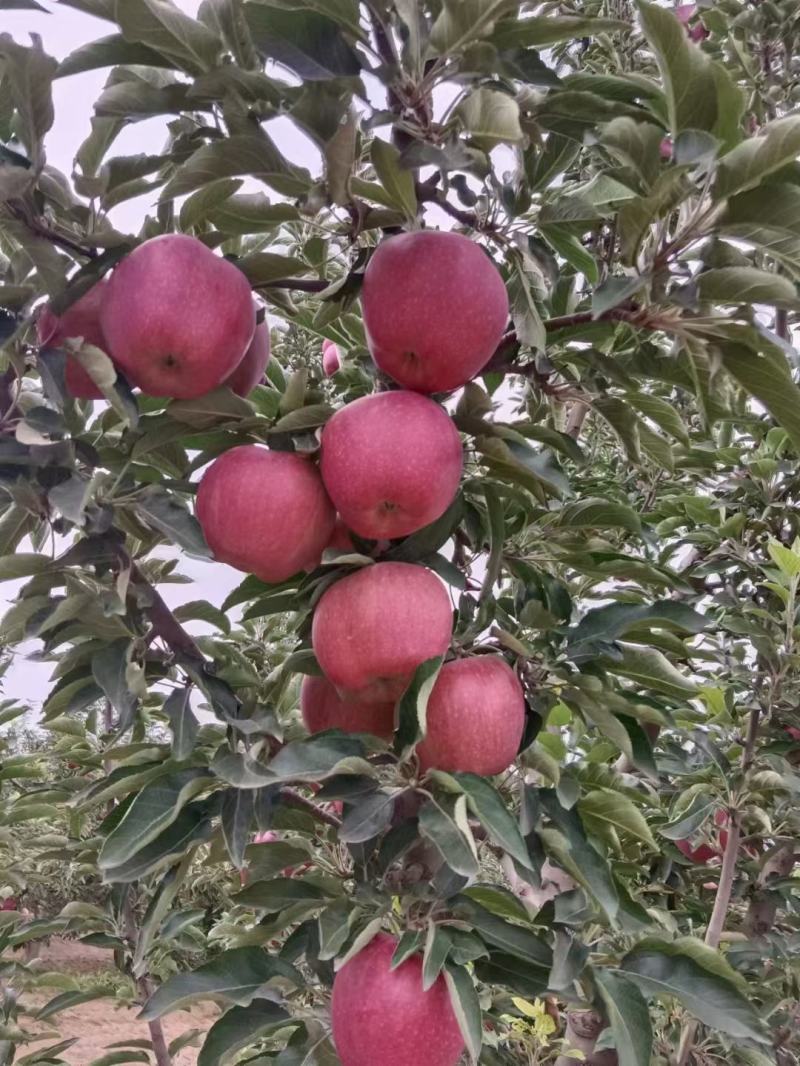 会宁县高原苹果，花牛，黄元帅，富士。颜色全红，条红，偏红