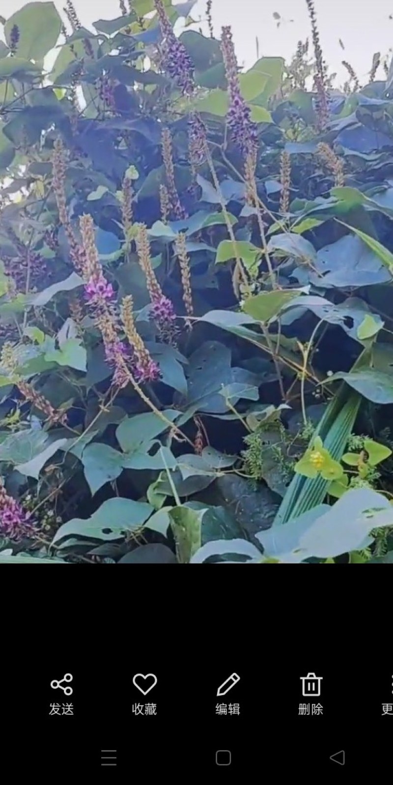 野生葛花有着千杯不醉的名字可以泡茶名字解酒茶2025新货