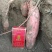 蜜薯烟薯25
