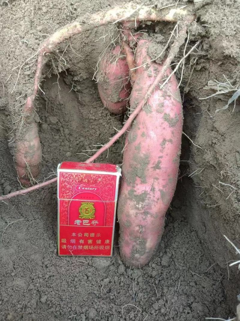 蜜薯烟薯25