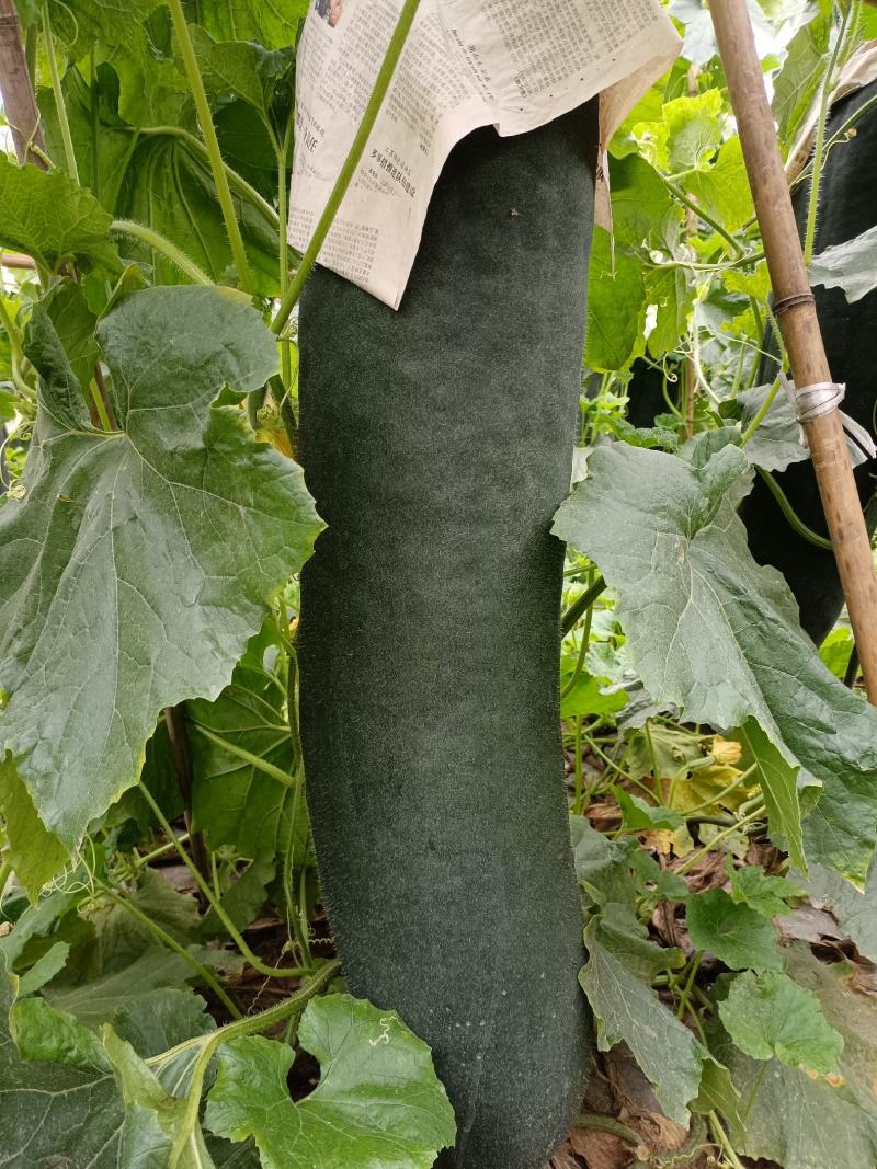 黑皮吊冬瓜