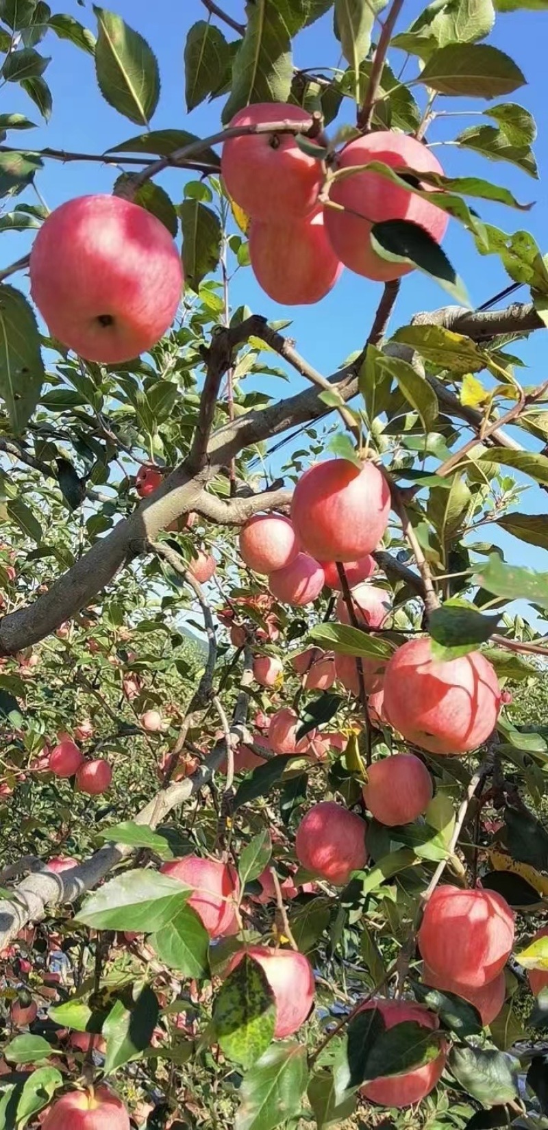 岳阳红苹果上市中全国代发，保证质量，一次合作，终身朋友
