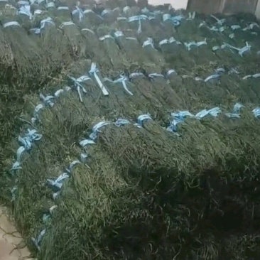 干豆角，种值50亩，产地直发，质量保证，欢迎采购