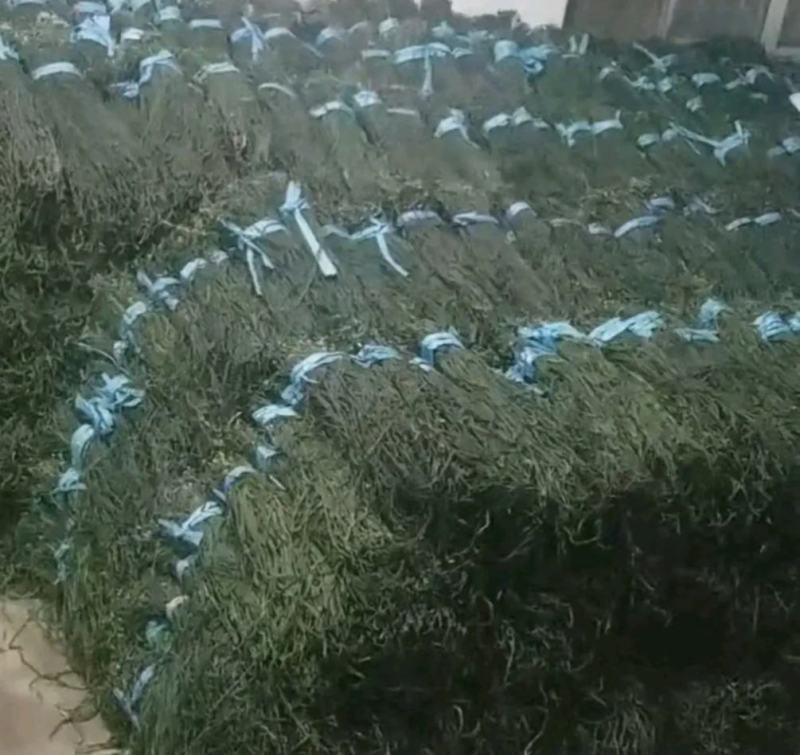 干豆角，种值50亩，产地直发，质量保证，欢迎采购
