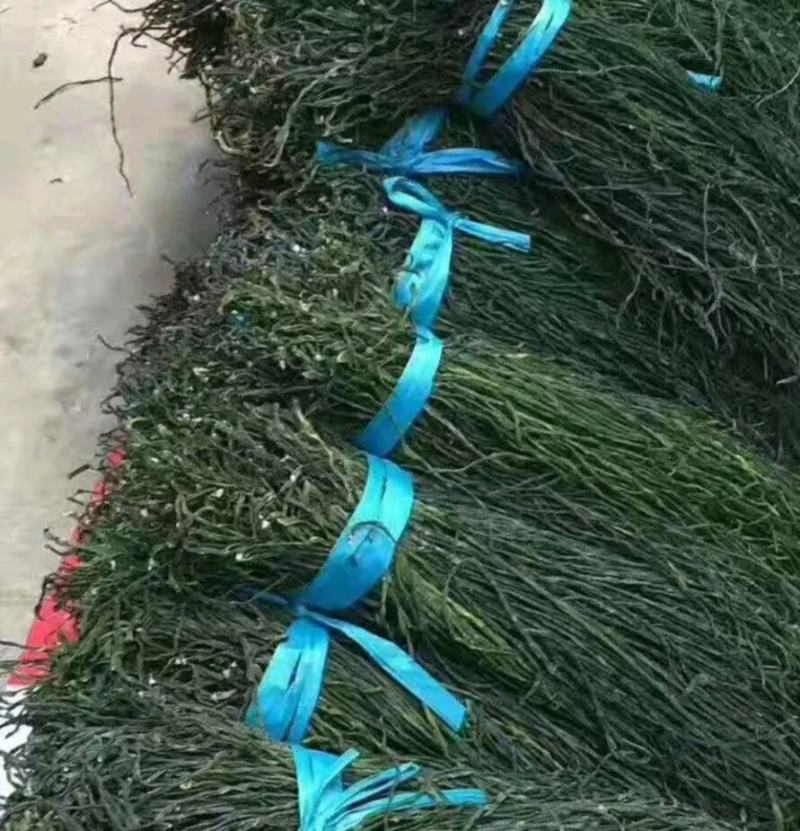 干豆角，种值50亩，产地直发，质量保证，欢迎采购