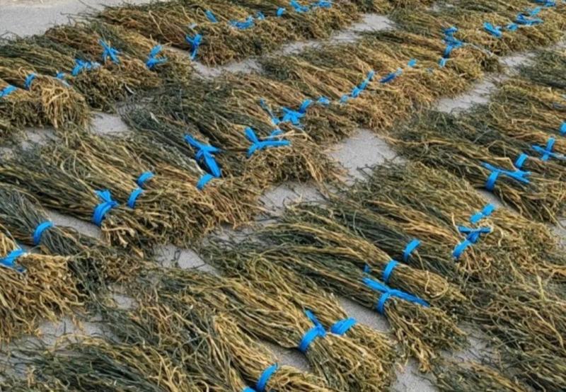 干豆角，种值50亩，产地直发，质量保证，欢迎采购