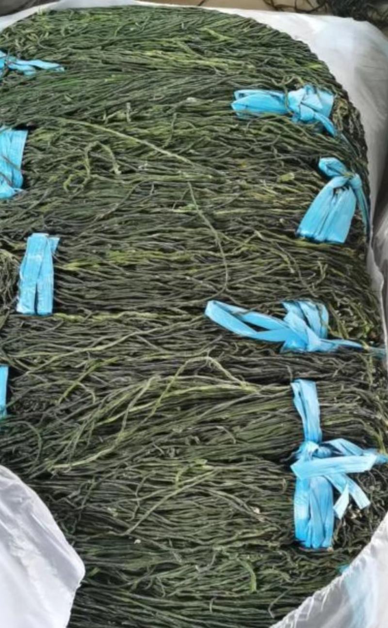干豆角，种值50亩，产地直发，质量保证，欢迎采购