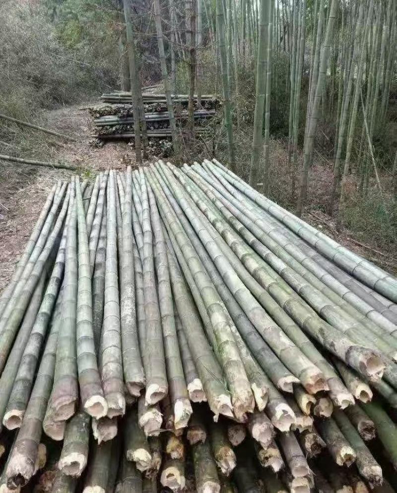 各类竹子:::::::::::::::::
