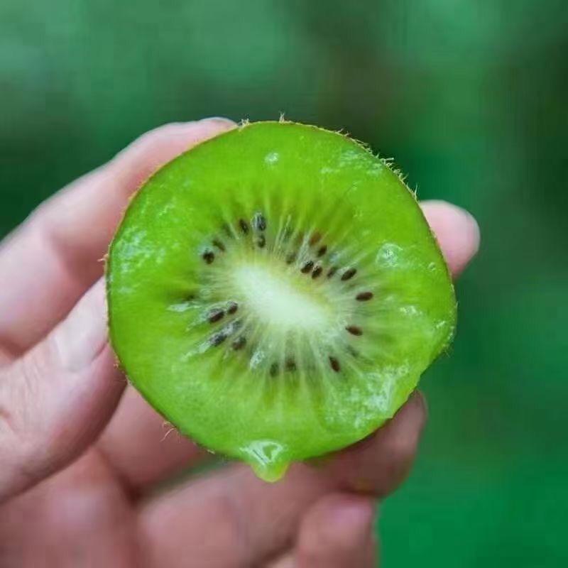 【一件代发】翠香猕猴桃，活动价：25元