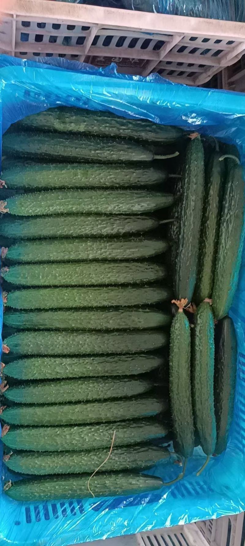 山东聊城，蜜刺黄瓜，黑亮绿肉，产地直发。一手货源