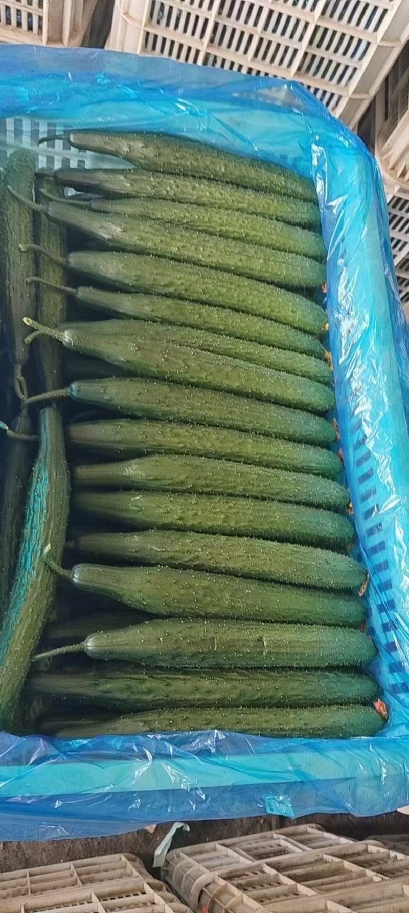 山东聊城，蜜刺黄瓜，黑亮绿肉，产地直发。一手货源