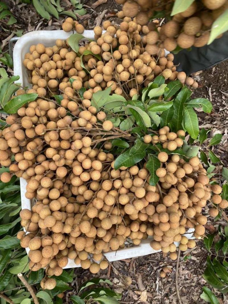 广西平南石硖龙眼大量上市，皮薄肉厚，脆甜多汁