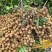 广西平南石硖龙眼大量上市，皮薄肉厚，脆甜多汁