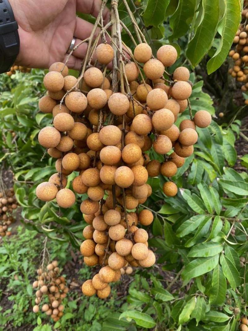 广西平南石硖龙眼大量上市，皮薄肉厚，脆甜多汁